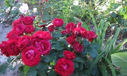  1104.webp