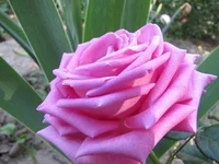  1136.webp