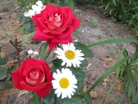  890.webp
