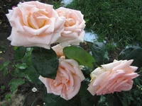  1190.webp