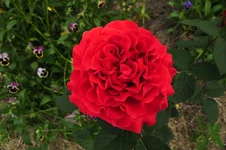  2155.webp