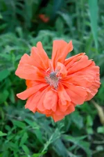 DSC00011-2.webp
