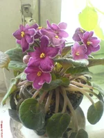 DSC04565.webp