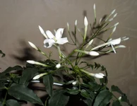 SAM_0482.webp