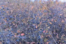 25.webp