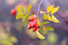 27.webp