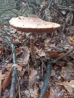 IMG_20231116_121914.webp