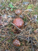 IMG_20231116_131112.webp