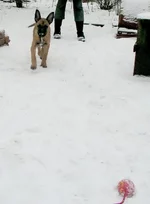 dog 041.webp