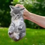 vhvh.webp