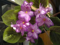 Rev`s Heavenly Star_.webp