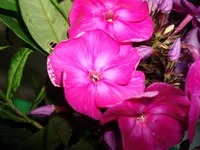 11.webp