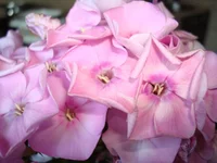12.webp