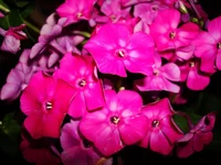 14.webp