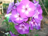 11111.webp