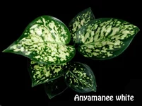  Anyamanee white100гр.webp