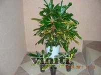 Brazil 001.webp