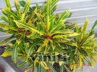 Brazil 11.webp