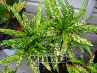 Gold Star 1.webp