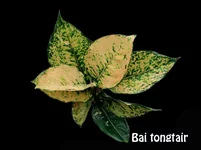  Bai tongtair100гр.webp