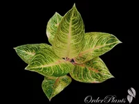  Tong Punchung 120гр.webp