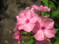 _C.webp