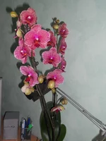 DSCN0671q.webp
