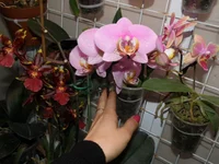 P3063345.webp