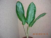 DSCN8034.JPG