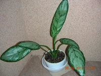DSCN8032.JPG