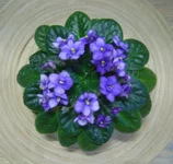 DSC02158.webp