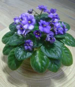 DSC02159.webp