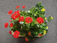 SDC17209-1.webp