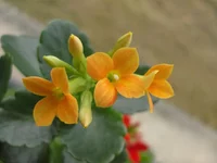 SDC17213-1.webp