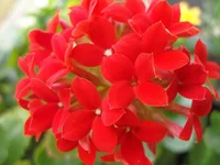 SDC17203-1.webp