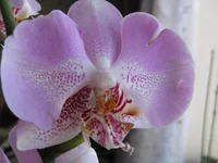 IMG_2510_1.webp