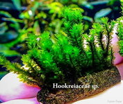 Мох Hookreiaceae sp..порция.jpg