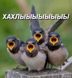 087271bcc6b9d61fd92e89204c69fb92.webp