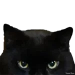 694894.webp