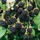 .webp