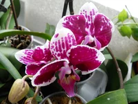 DSCN0536q.webp