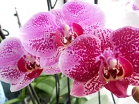 DSCN0541q.webp