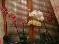  вечером.webp