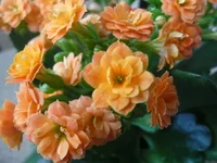  001.webp