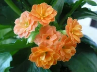  002.webp