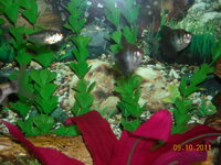DSCN1146.JPG