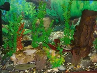 DSCN1931.webp