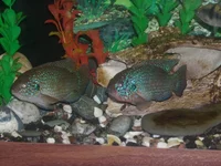 DSCN1986.webp