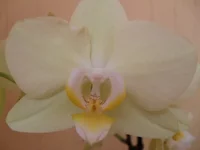 .webp