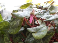 DSCN0720q.webp